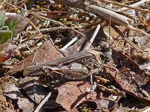 Grasshopper sp. (Acrididae) © John Muddeman